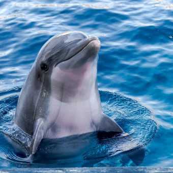 the dolphins summary and analyis