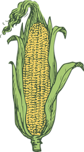 A Grain As Big as a Hen’s Egg