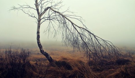 birches analysis