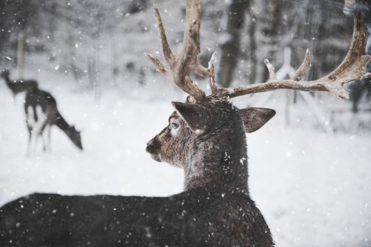 the buck in the snow analysis