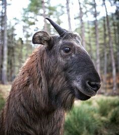 no kill bhutan