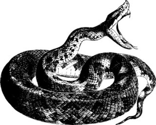 the snake and the mirror summary