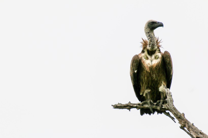 Vultures by Chinua Achebe | Summary and Analysis – Litbug Vultures by Chinua Achebe | Summary and Analysis – Litbug