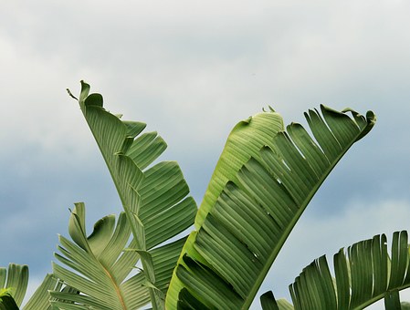 the plantation summary