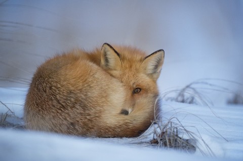 summary of thought fox