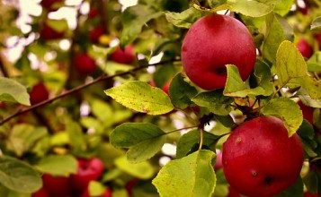 synopsis of book hamnet lessons in the orchard analysis