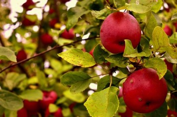 lessons in the orchard analysis