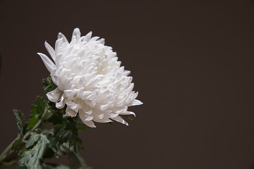 the chrysanthemums critical analysis