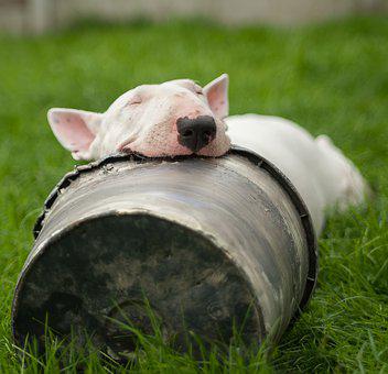 oddball the bull terrier analysis